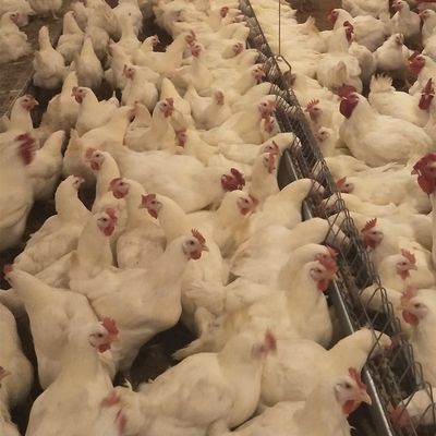 Broiler için Tavuk Evi Ticari Kümes Hayvanları Ekipmanları Zemin Yetiştiriciliği Damızlık Sistemi