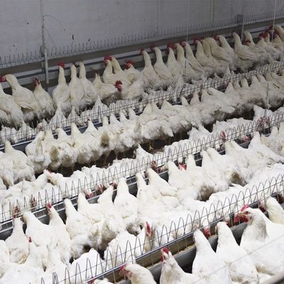 Tarım Ekipmanları Kümes Hayvanları Tava Besleme Sistemi Otomatik Damızlık Ebeveyn Tavuk İçme